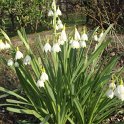Leucojum aestivum (2)